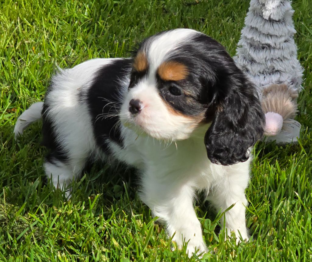 of Fantasia Collies - Chiot disponible  - Cavalier King Charles Spaniel