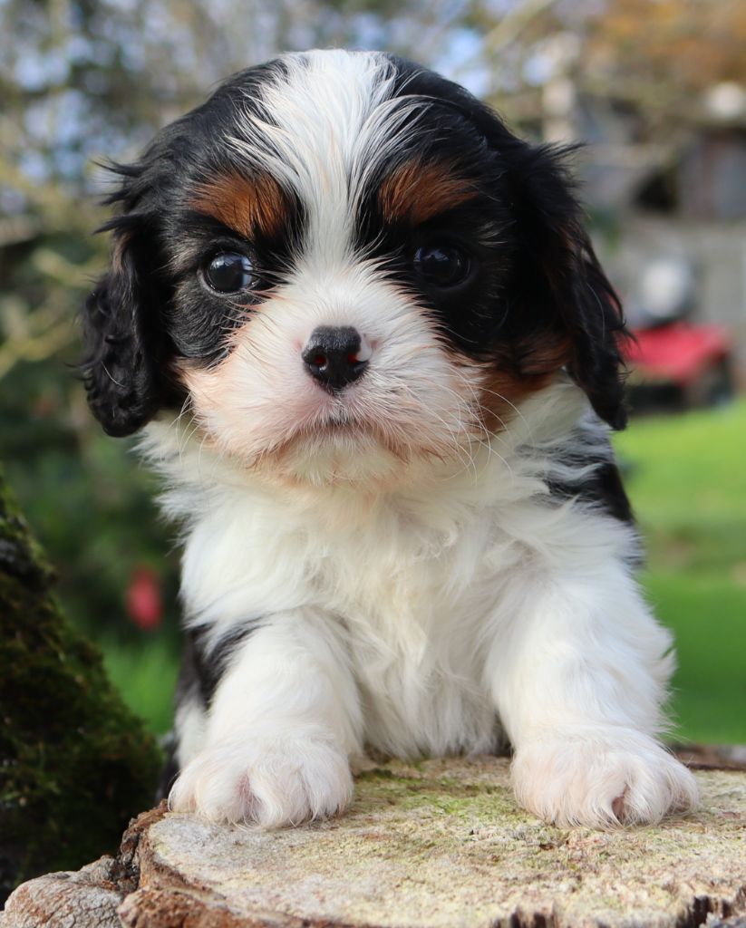 of Fantasia Collies - Chiot disponible  - Cavalier King Charles Spaniel