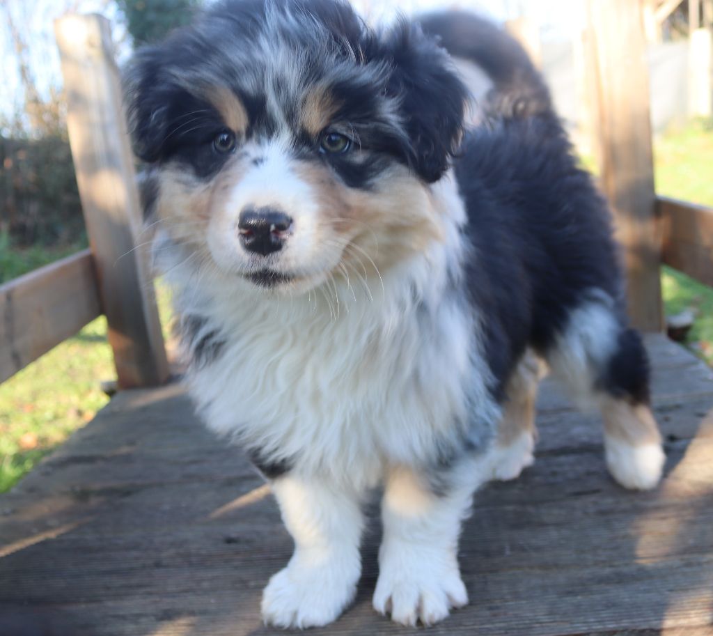 of Fantasia Collies - Chiot disponible  - Berger Australien