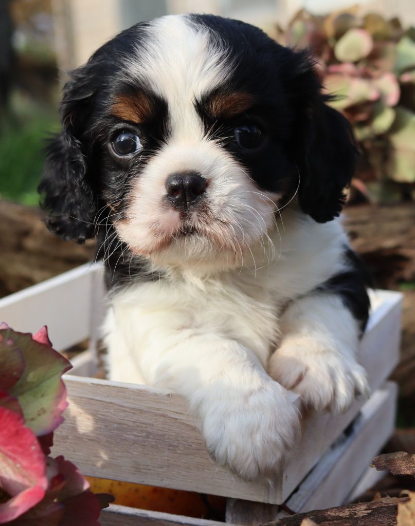 of Fantasia Collies - Chiot disponible  - Cavalier King Charles Spaniel