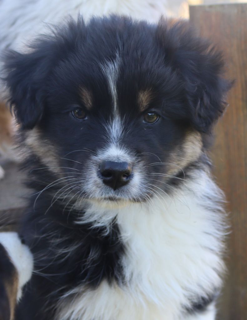 of Fantasia Collies - Chiot disponible  - Berger Australien