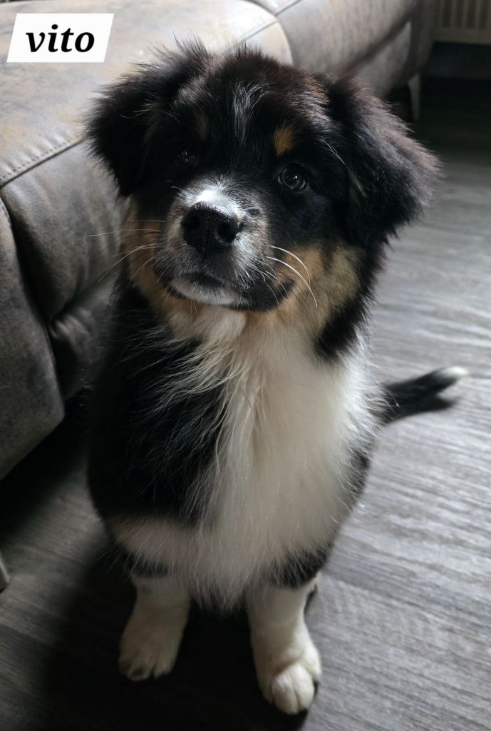 of Fantasia Collies - Chiot disponible  - Berger Australien