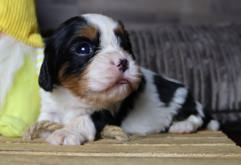 of Fantasia Collies - Chiot disponible  - Cavalier King Charles Spaniel