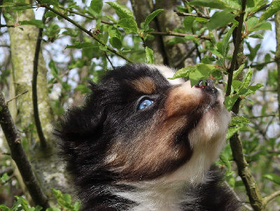 of Fantasia Collies - Berger Australien - Portée née le 15/02/2024