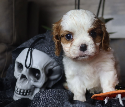 of Fantasia Collies - Cavalier King Charles Spaniel - Portée née le 02/10/2024