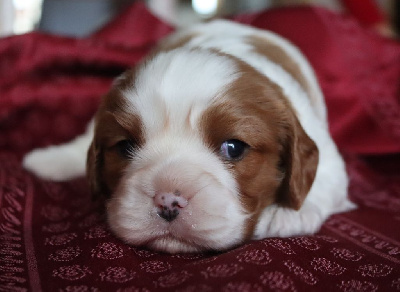 of Fantasia Collies - Cavalier King Charles Spaniel - Portée née le 02/11/2024