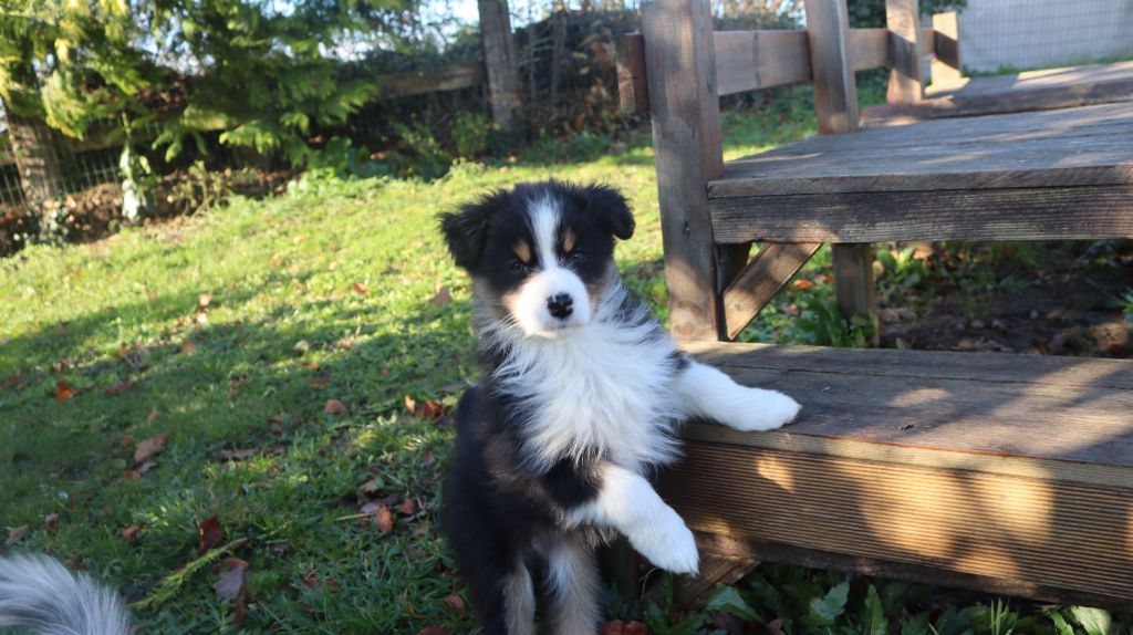 of Fantasia Collies - Chiot disponible  - Berger Australien