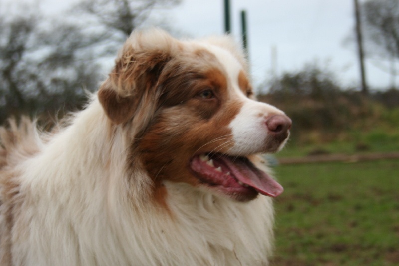 Dexter des minis toon's