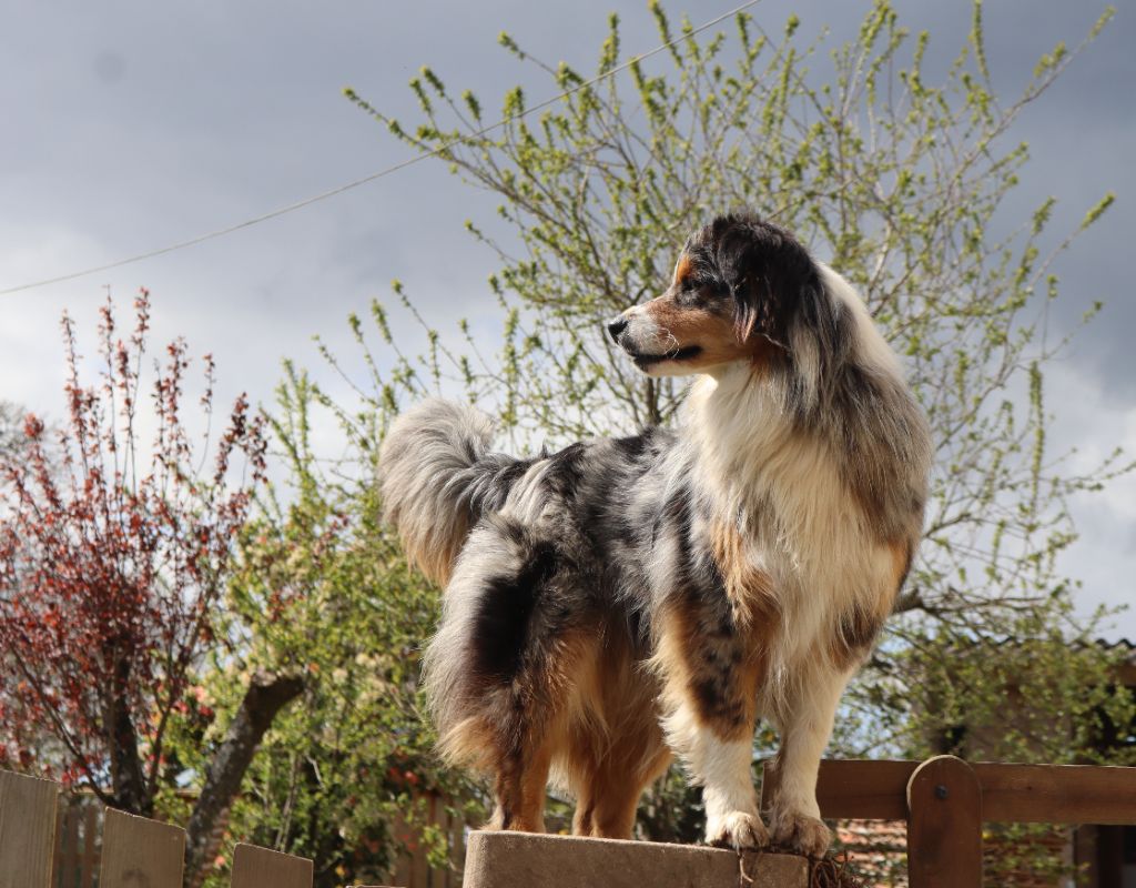 Sweetie blue of Fantasia Collies