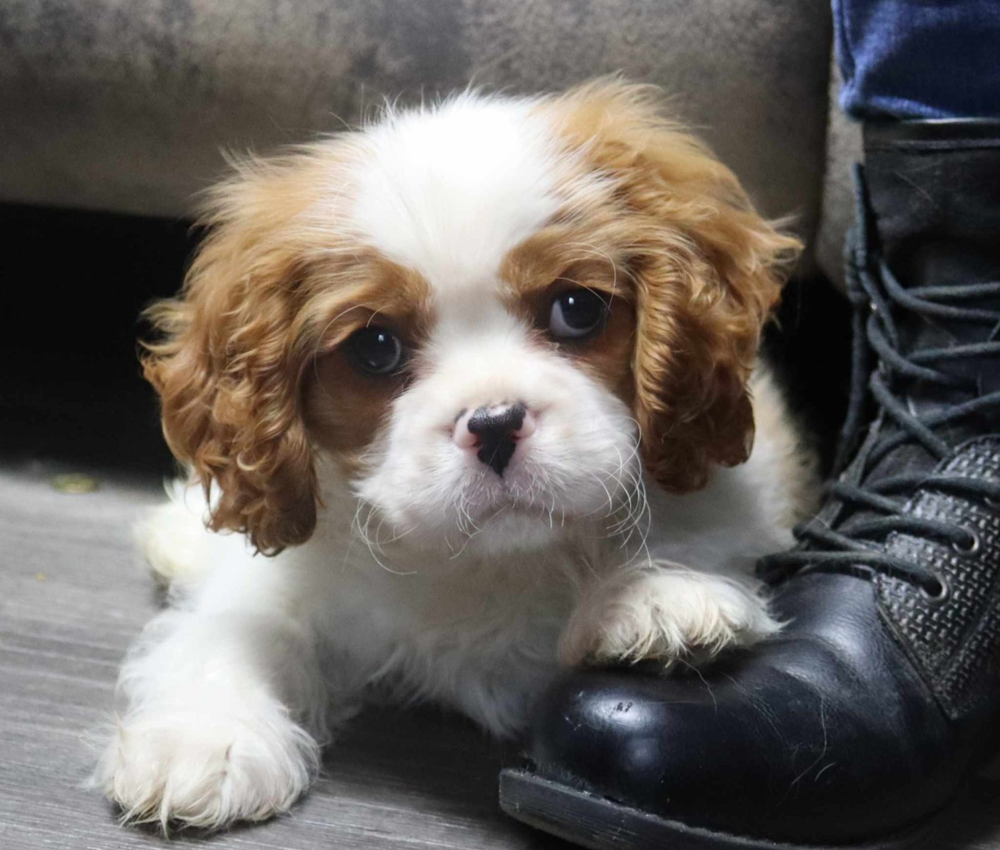 VVILLY WONKA des Renaissances du Magnolia