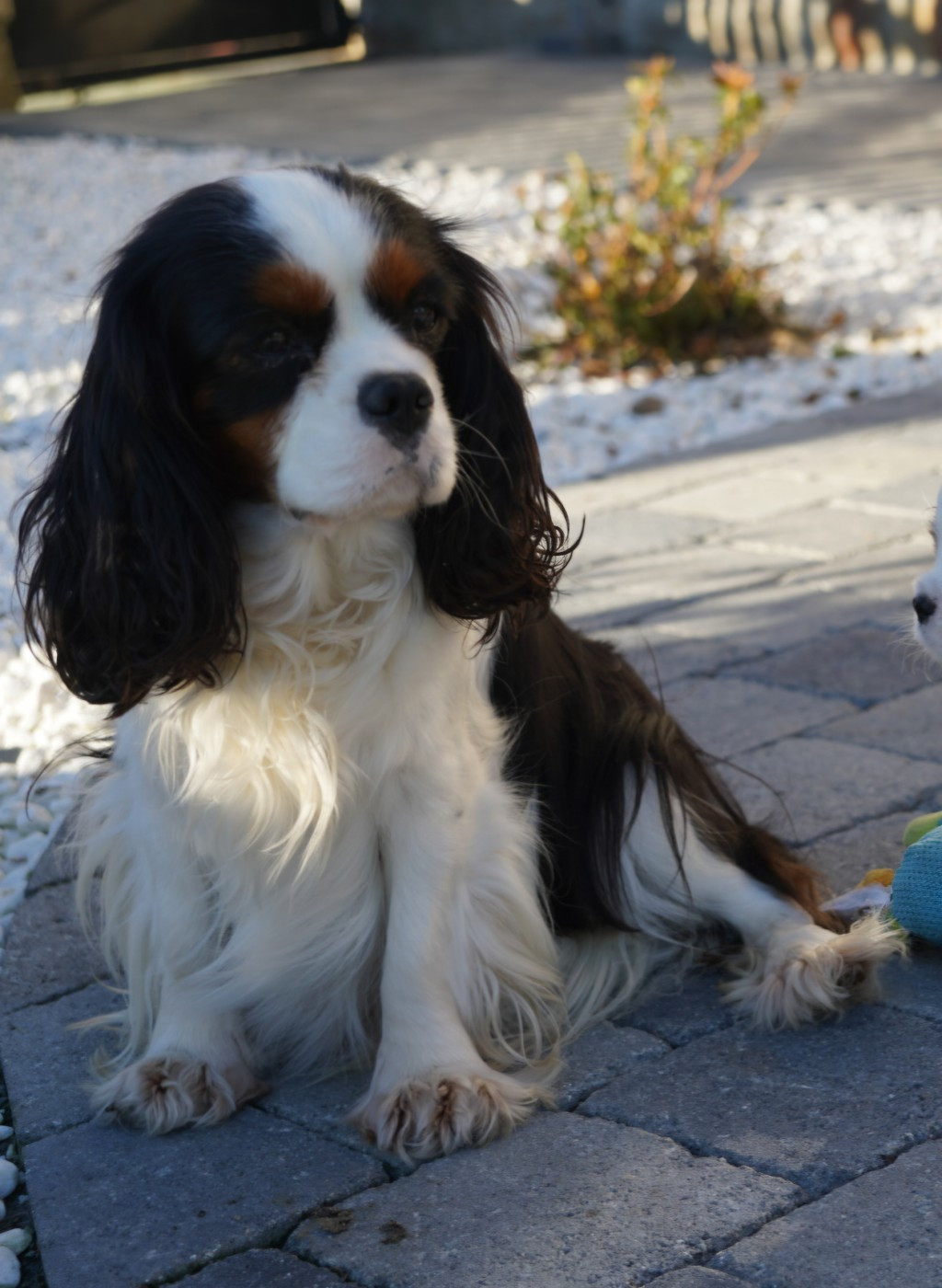 Velvet black of Fantasia Collies