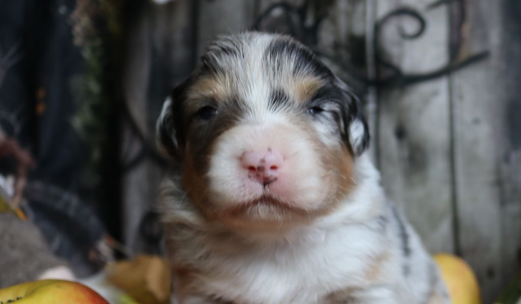 of Fantasia Collies - Berger Australien - Portée née le 29/10/2025