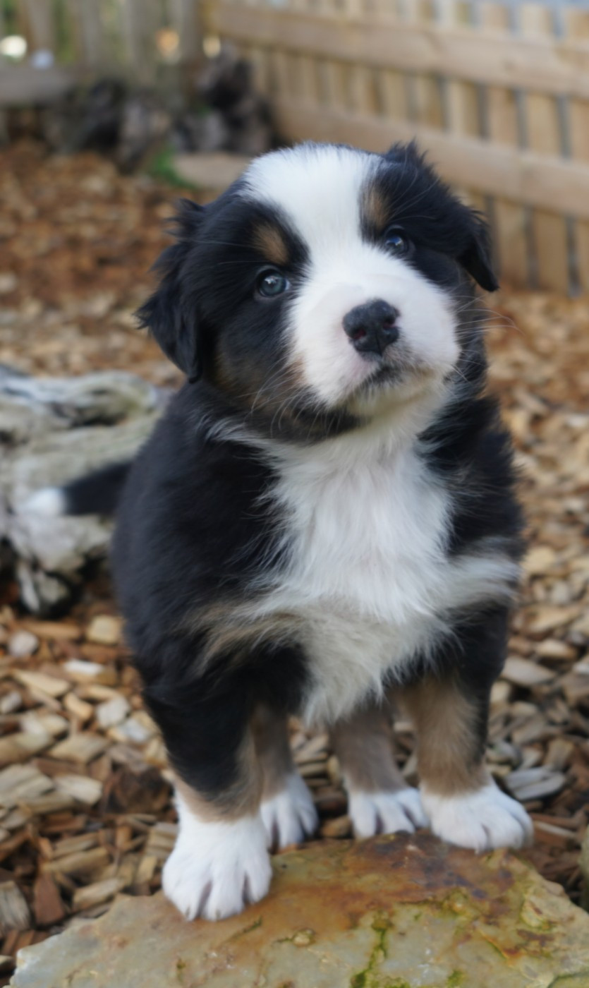 of Fantasia Collies - Chiots disponibles - Berger Australien