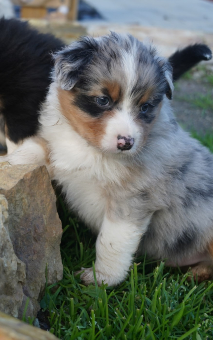 of Fantasia Collies - Chiots disponibles - Berger Australien