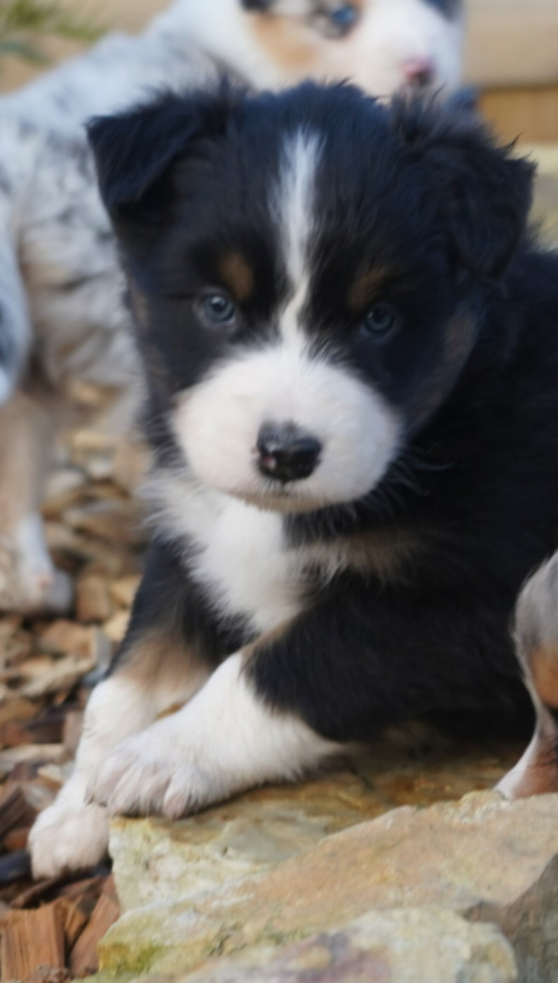 of Fantasia Collies - Chiots disponibles - Berger Australien