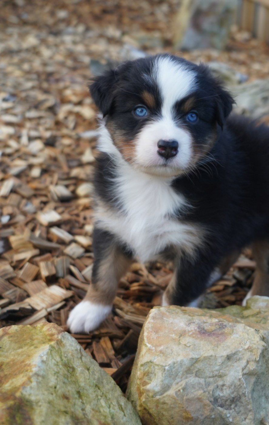 of Fantasia Collies - Chiots disponibles - Berger Australien