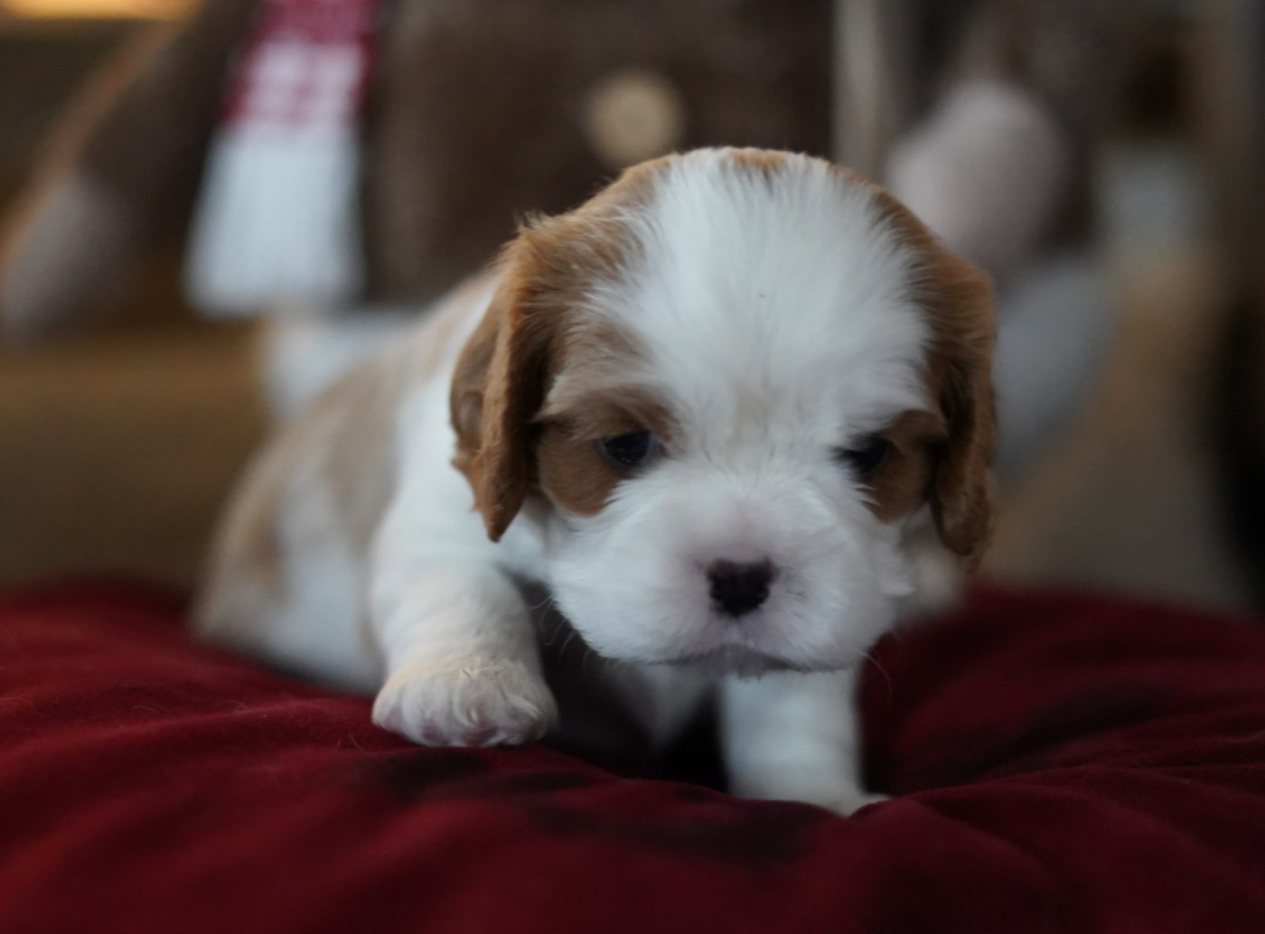 of Fantasia Collies - Chiots disponibles - Cavalier King Charles Spaniel