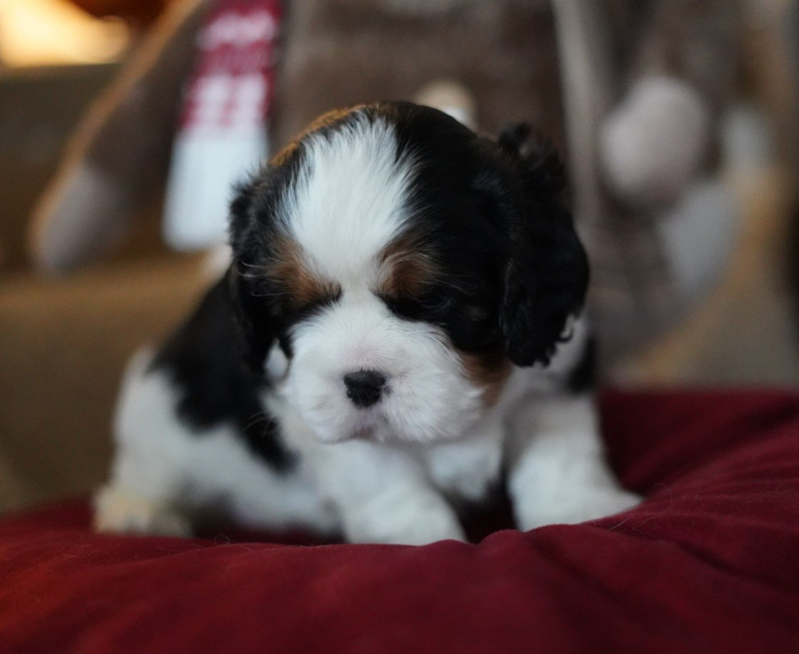 of Fantasia Collies - Chiots disponibles - Cavalier King Charles Spaniel