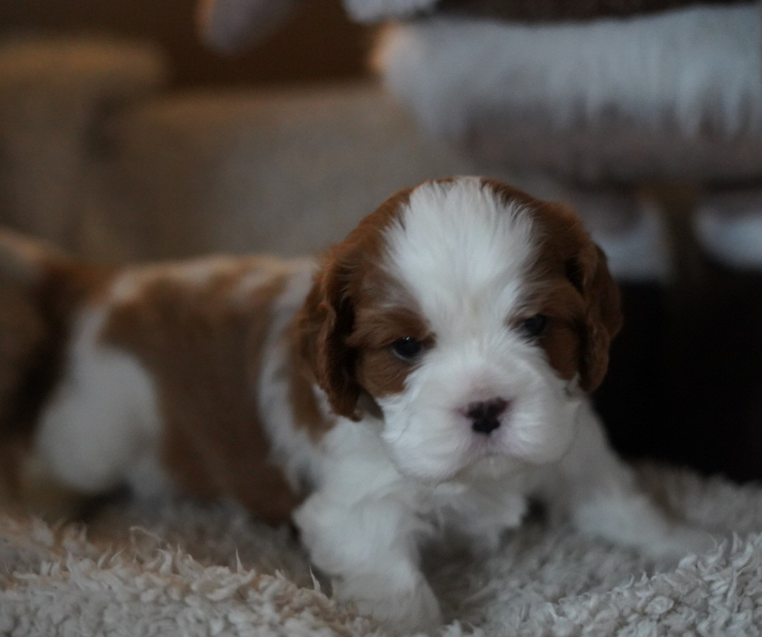 of Fantasia Collies - Chiots disponibles - Cavalier King Charles Spaniel