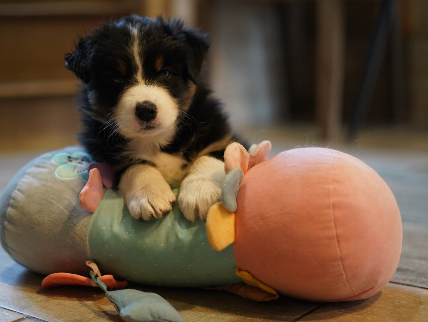 of Fantasia Collies - Chiots disponibles - Berger Australien