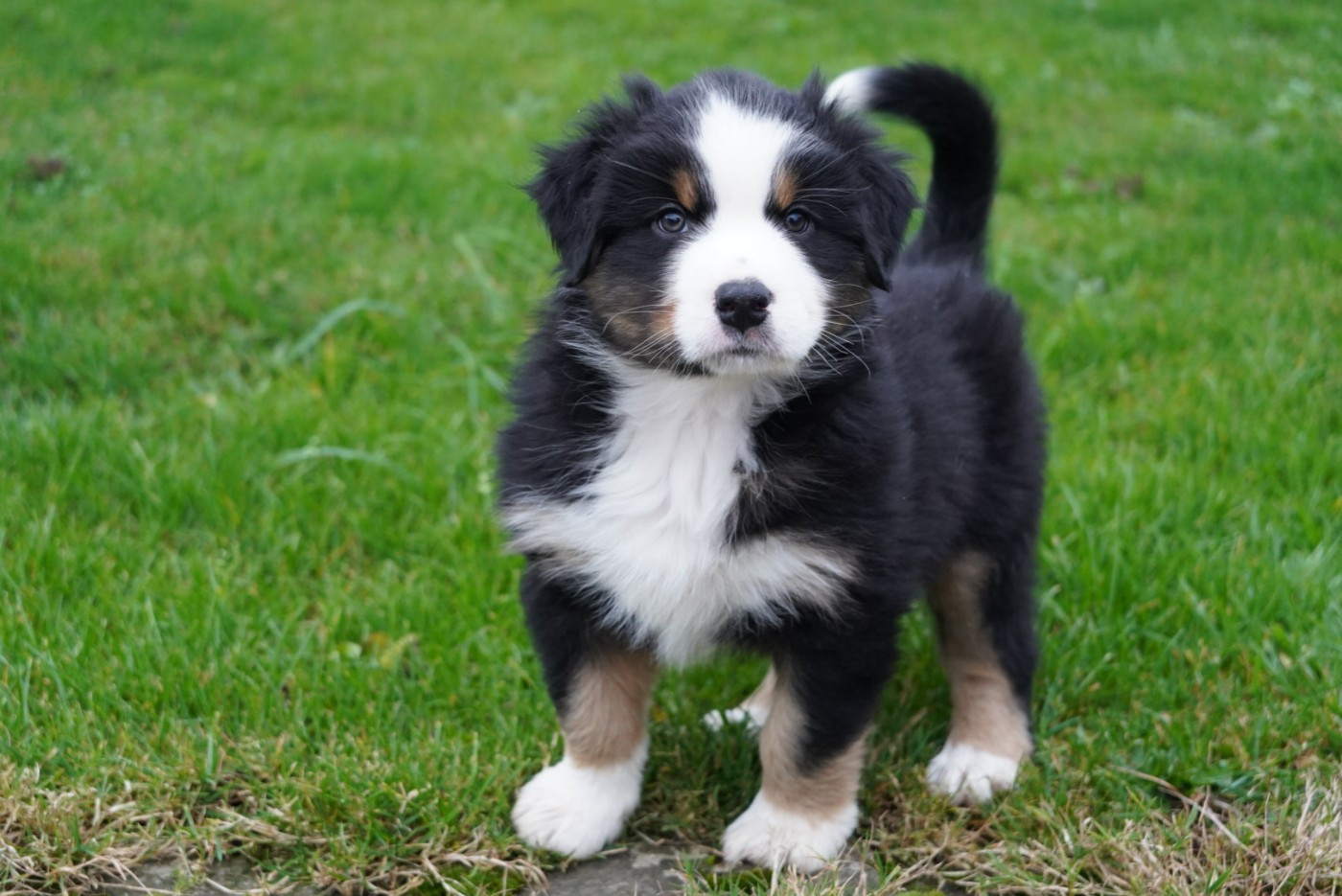 of Fantasia Collies - Chiots disponibles - Berger Australien