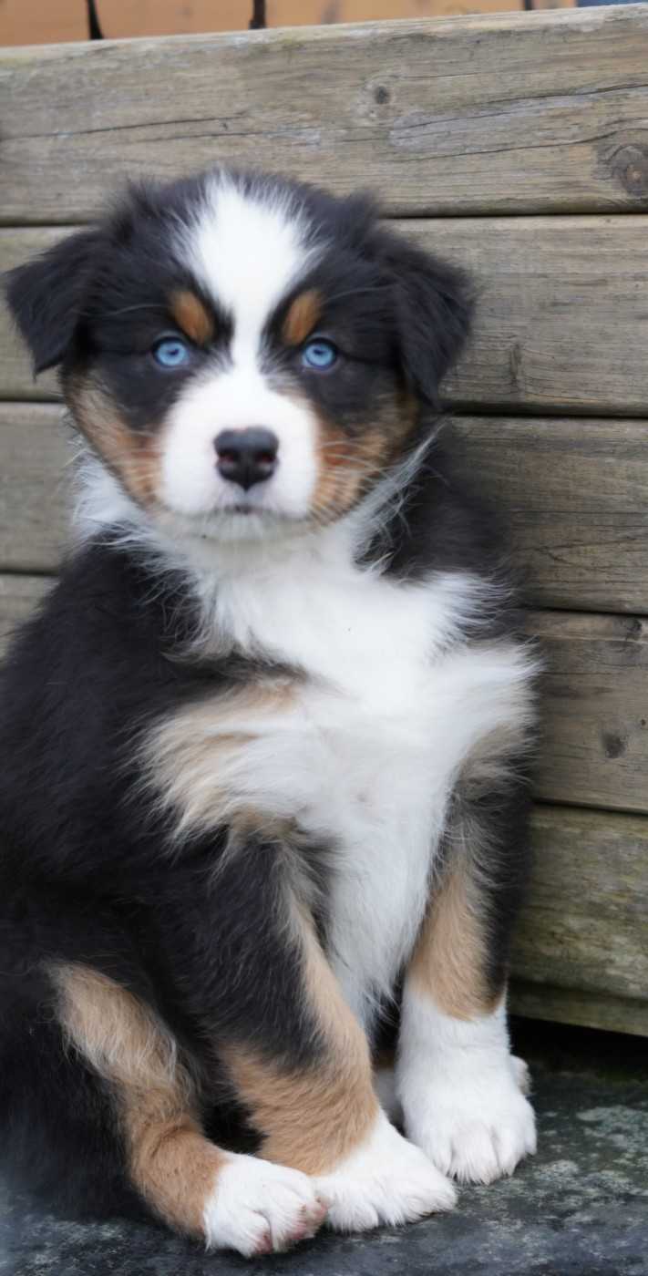 of Fantasia Collies - Chiots disponibles - Berger Australien
