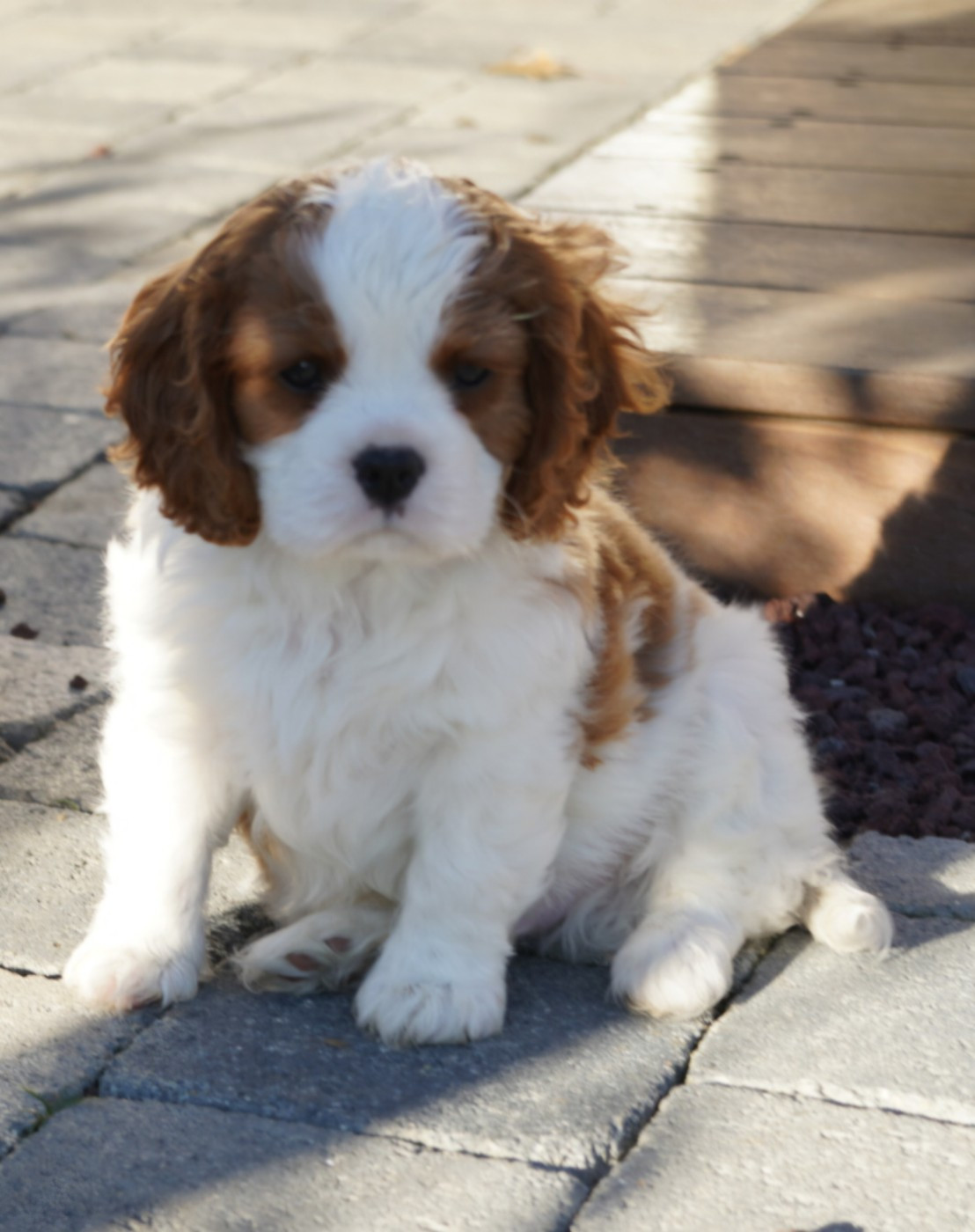 of Fantasia Collies - Chiots disponibles - Cavalier King Charles Spaniel
