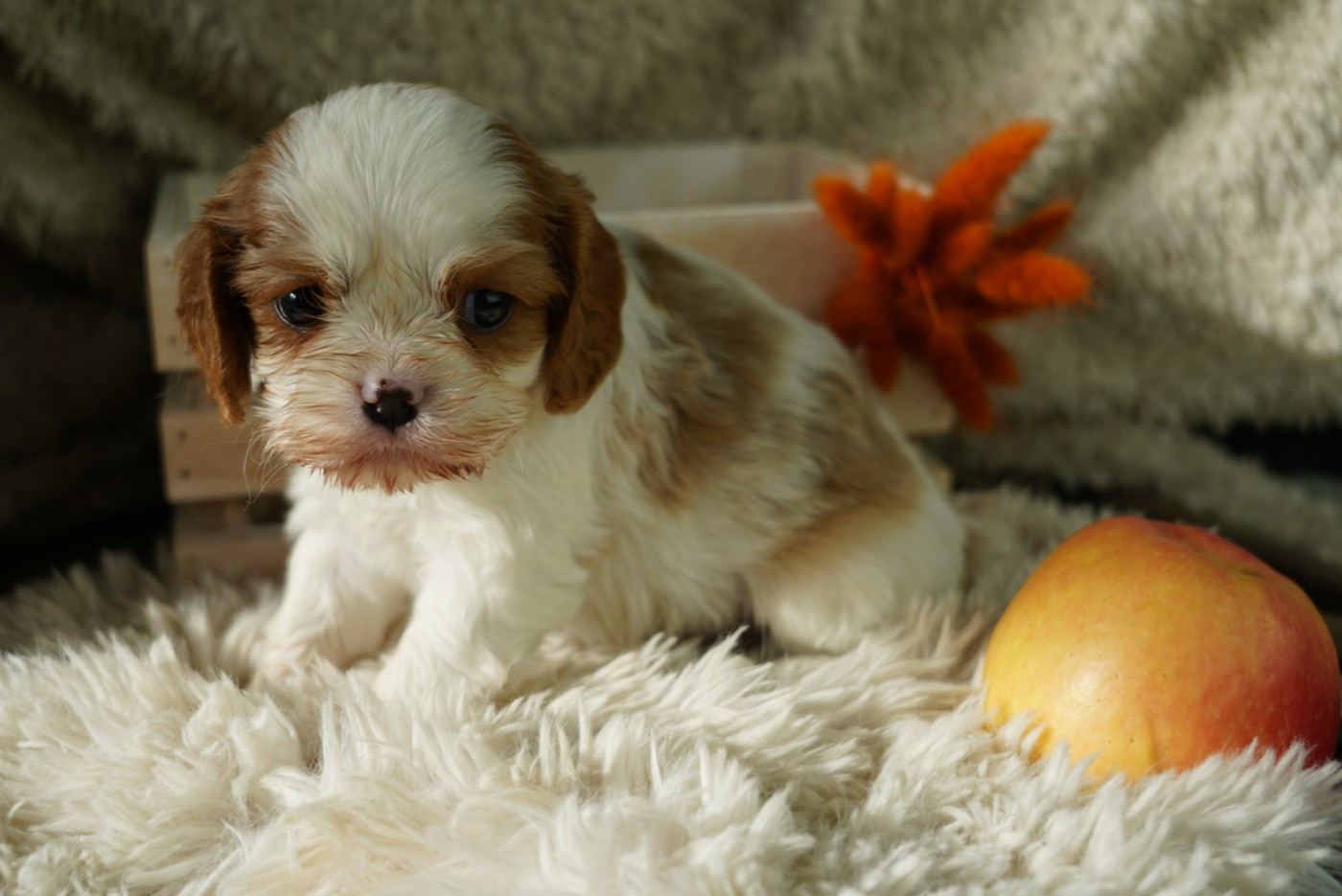 of Fantasia Collies - Chiots disponibles - Cavalier King Charles Spaniel