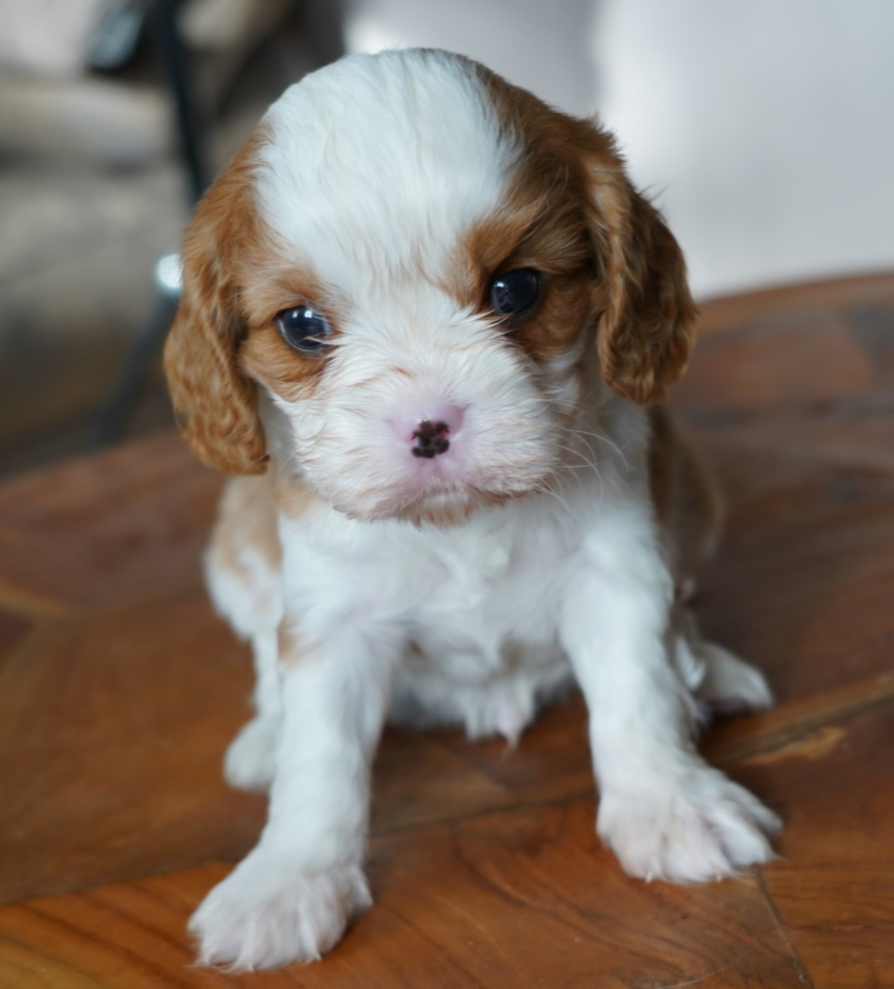 of Fantasia Collies - Chiots disponibles - Cavalier King Charles Spaniel
