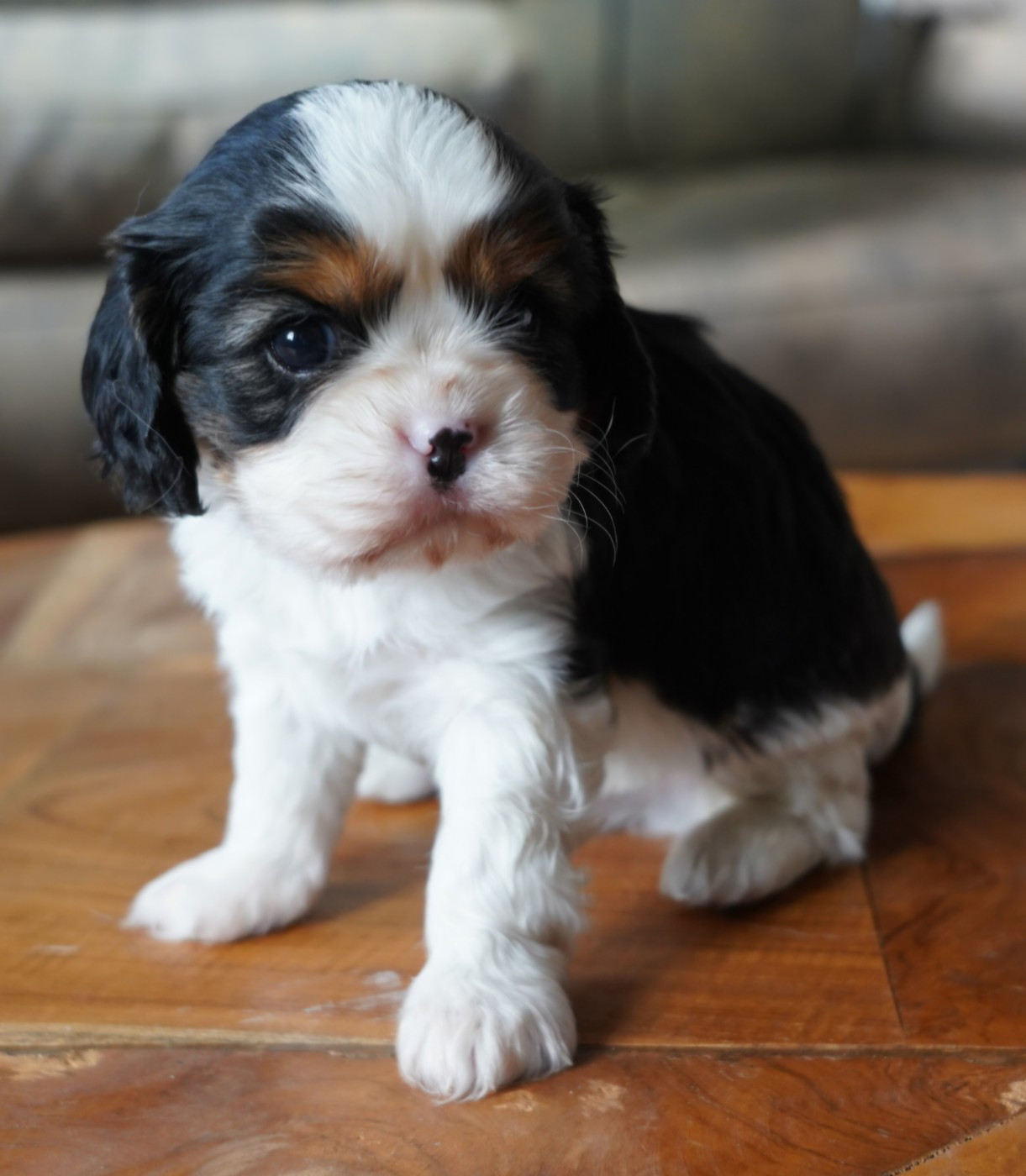of Fantasia Collies - Chiots disponibles - Cavalier King Charles Spaniel