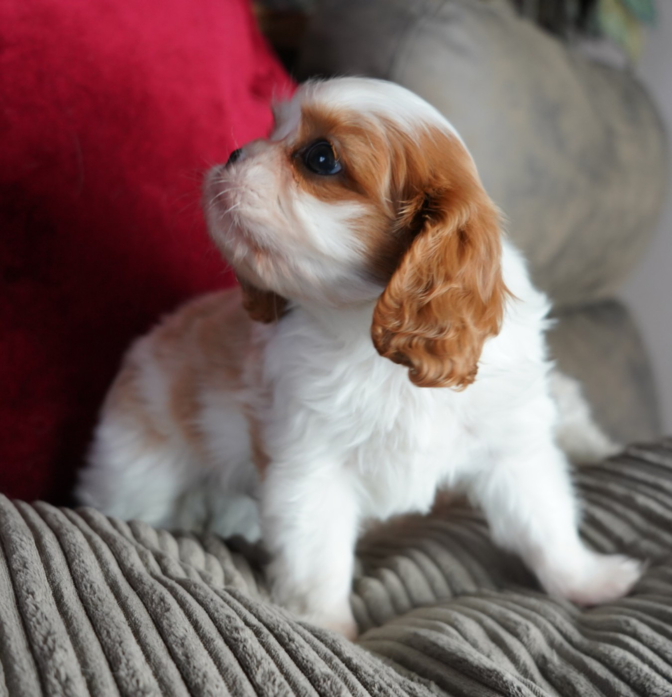 of Fantasia Collies - Chiots disponibles - Cavalier King Charles Spaniel