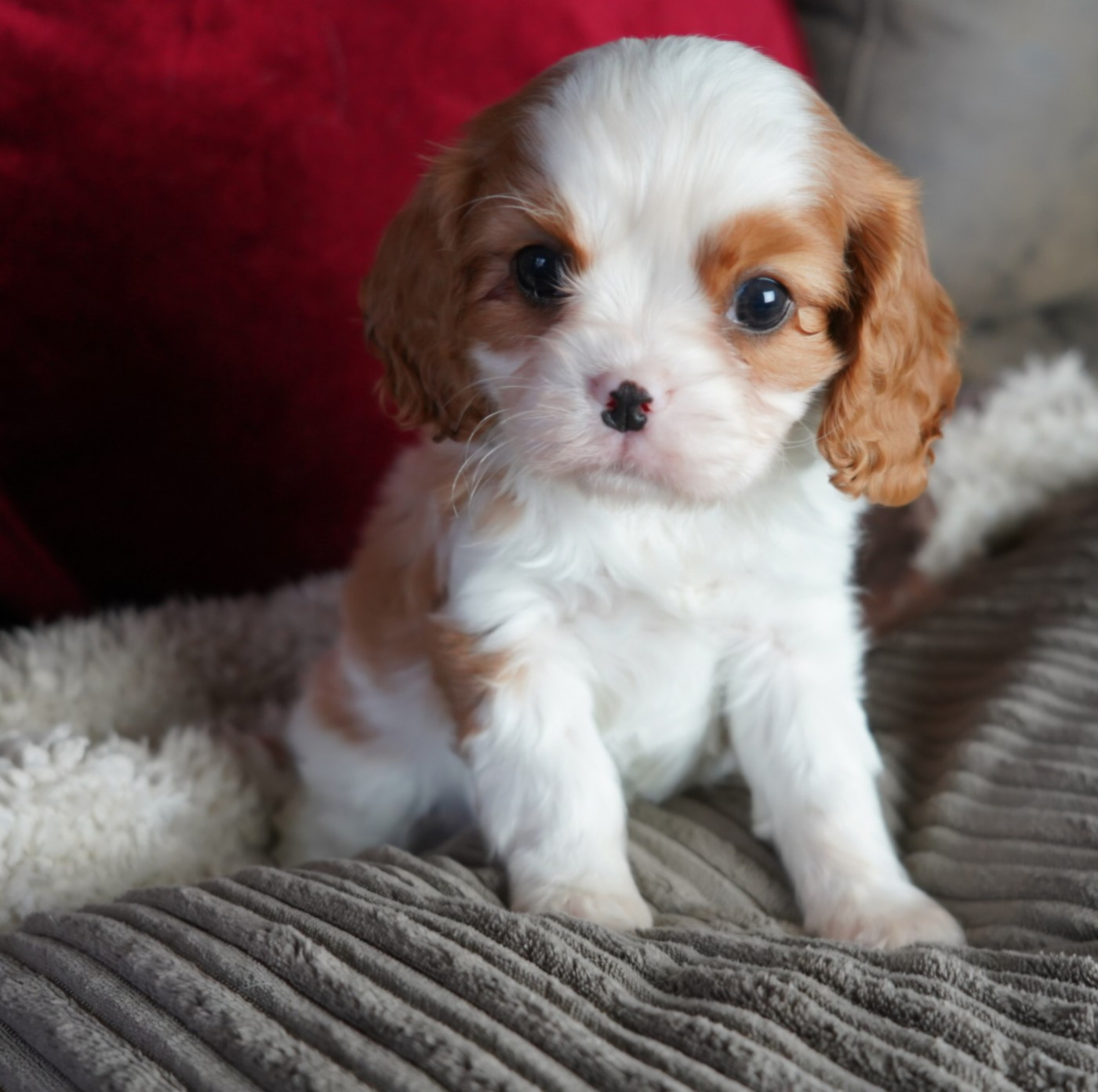 of Fantasia Collies - Chiots disponibles - Cavalier King Charles Spaniel