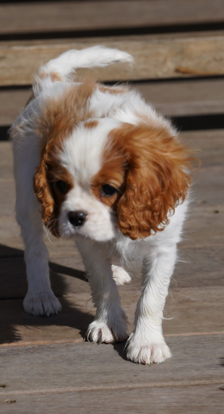 of Fantasia Collies - Chiots disponibles - Cavalier King Charles Spaniel