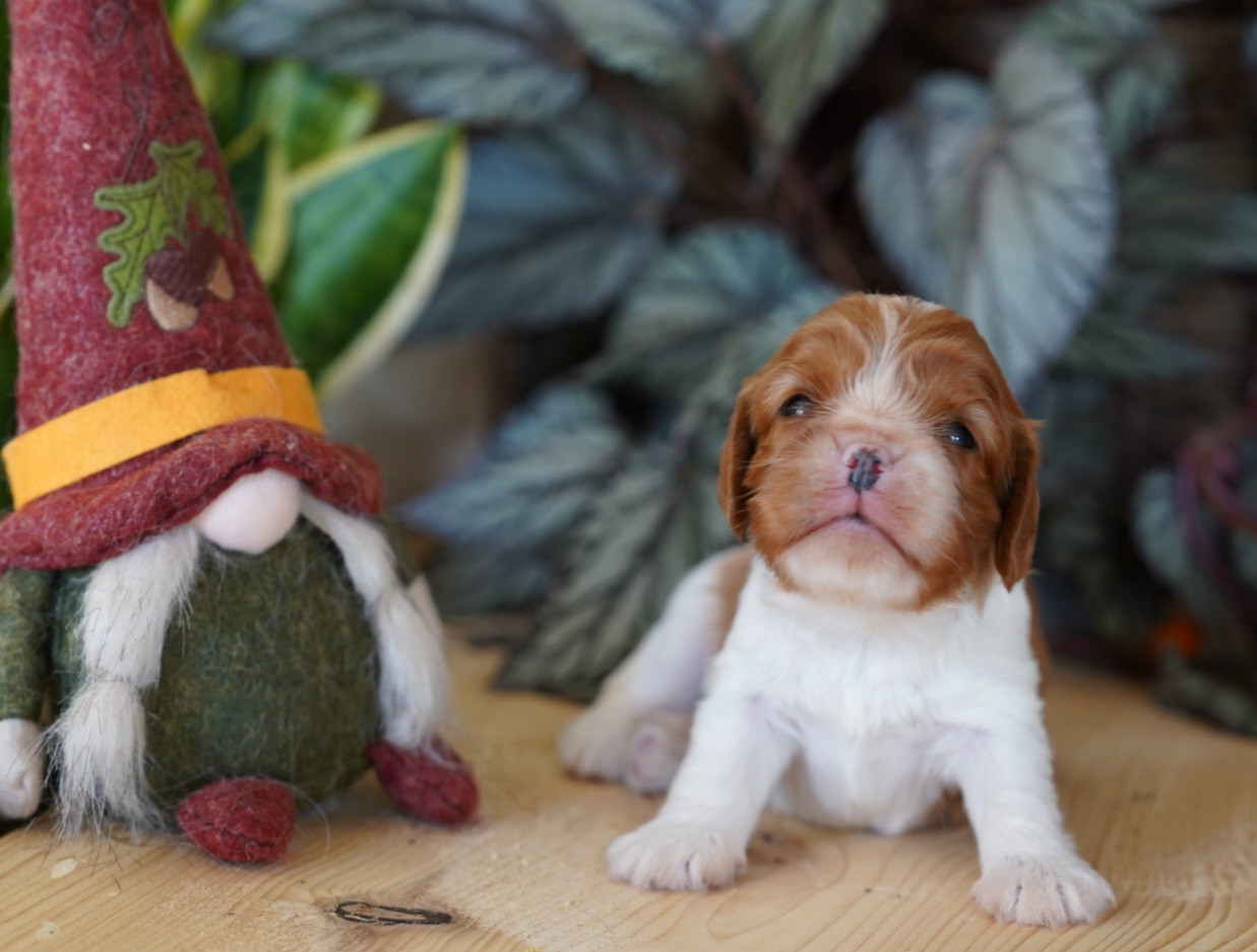 Chiot Cavalier King Charles Spaniel of Fantasia Collies