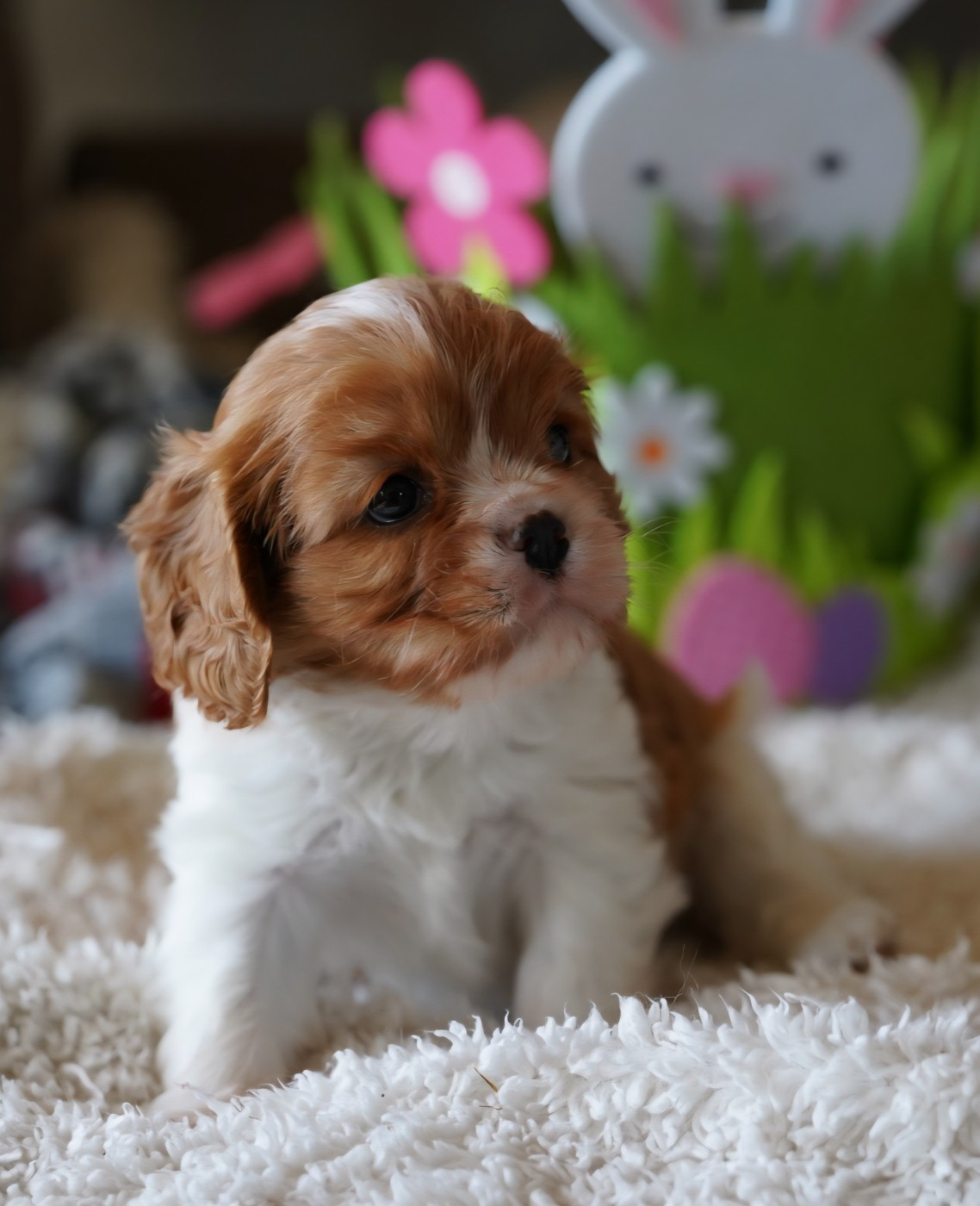 of Fantasia Collies - Chiots disponibles - Cavalier King Charles Spaniel