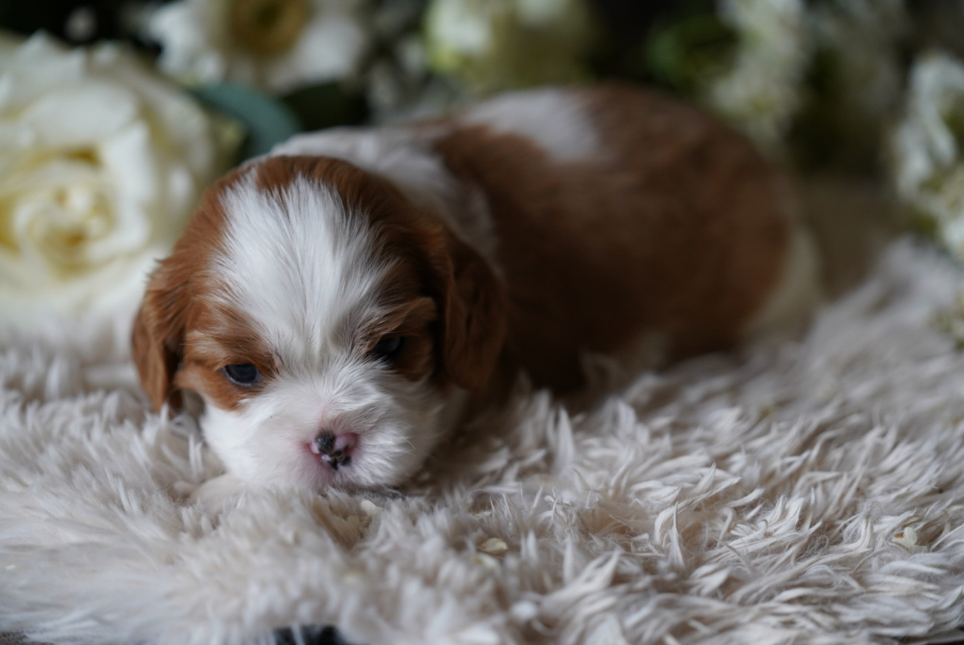 of Fantasia Collies - Chiots disponibles - Cavalier King Charles Spaniel