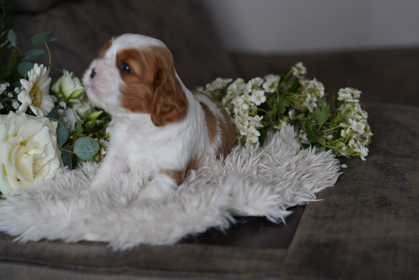 of Fantasia Collies - Chiots disponibles - Cavalier King Charles Spaniel