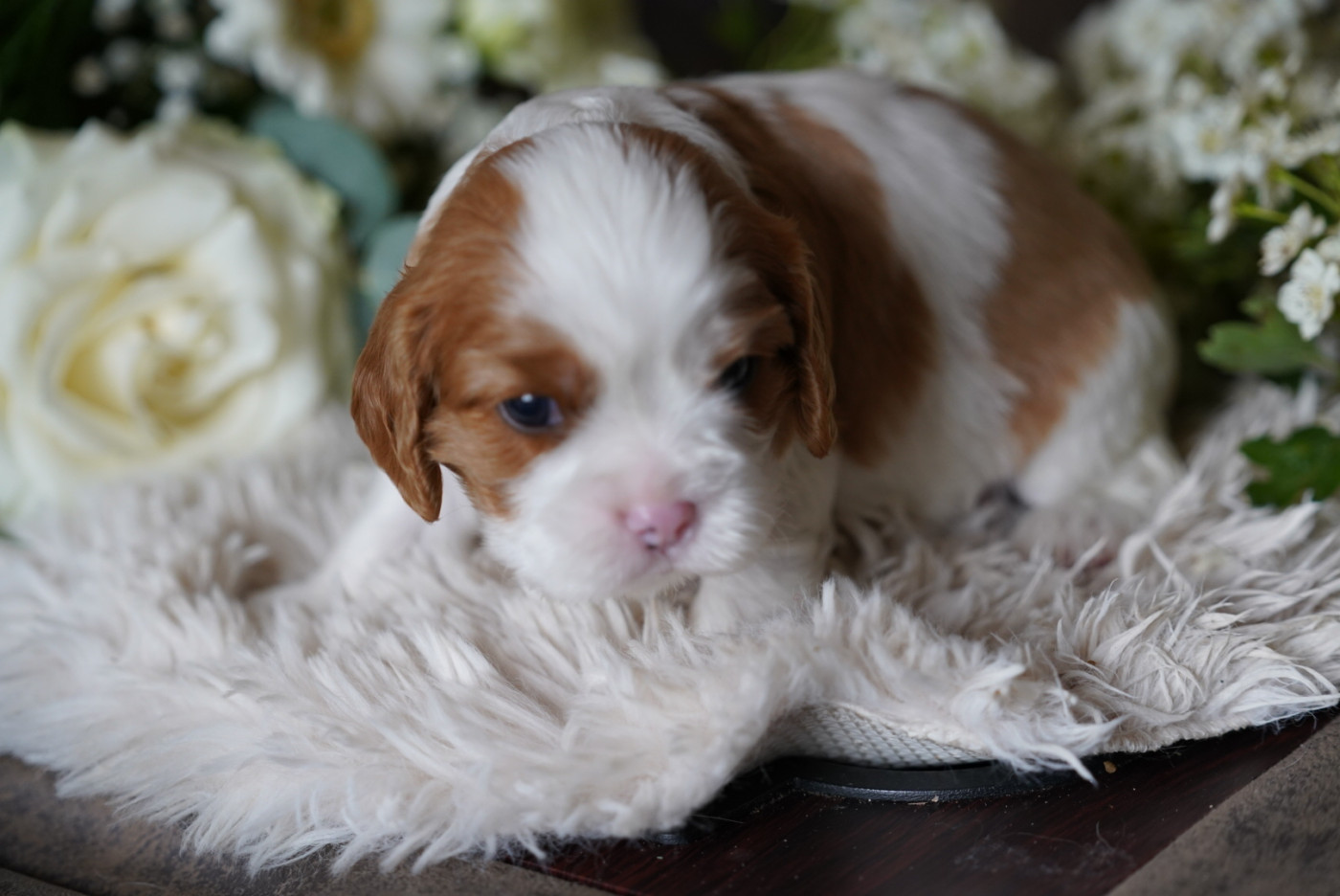 of Fantasia Collies - Chiots disponibles - Cavalier King Charles Spaniel