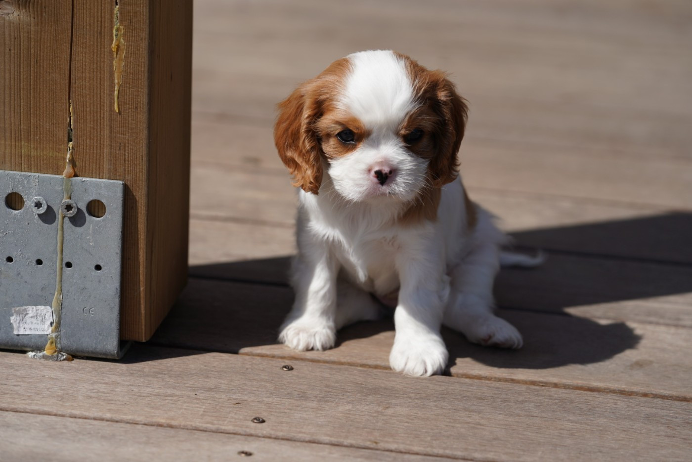 of Fantasia Collies - Chiots disponibles - Cavalier King Charles Spaniel