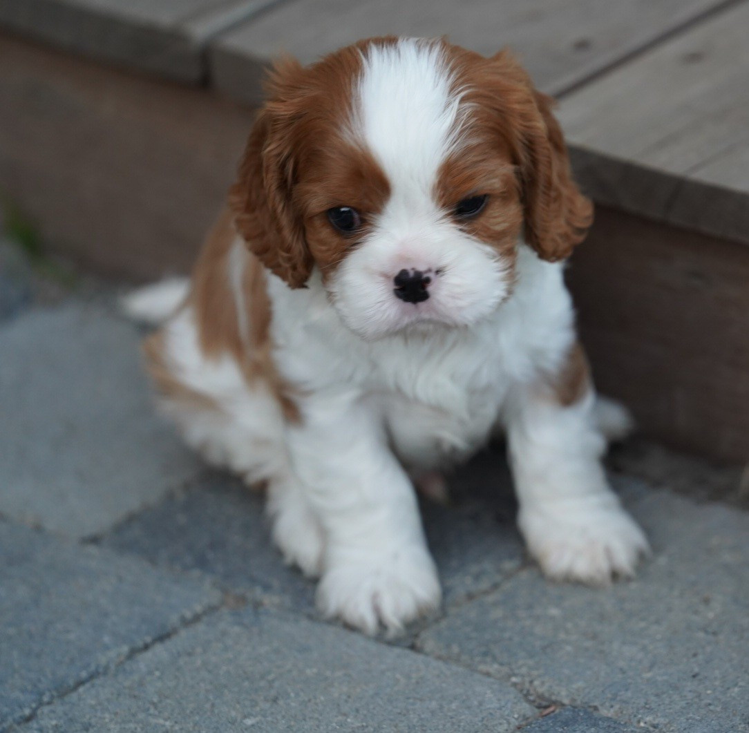 of Fantasia Collies - Chiots disponibles - Cavalier King Charles Spaniel
