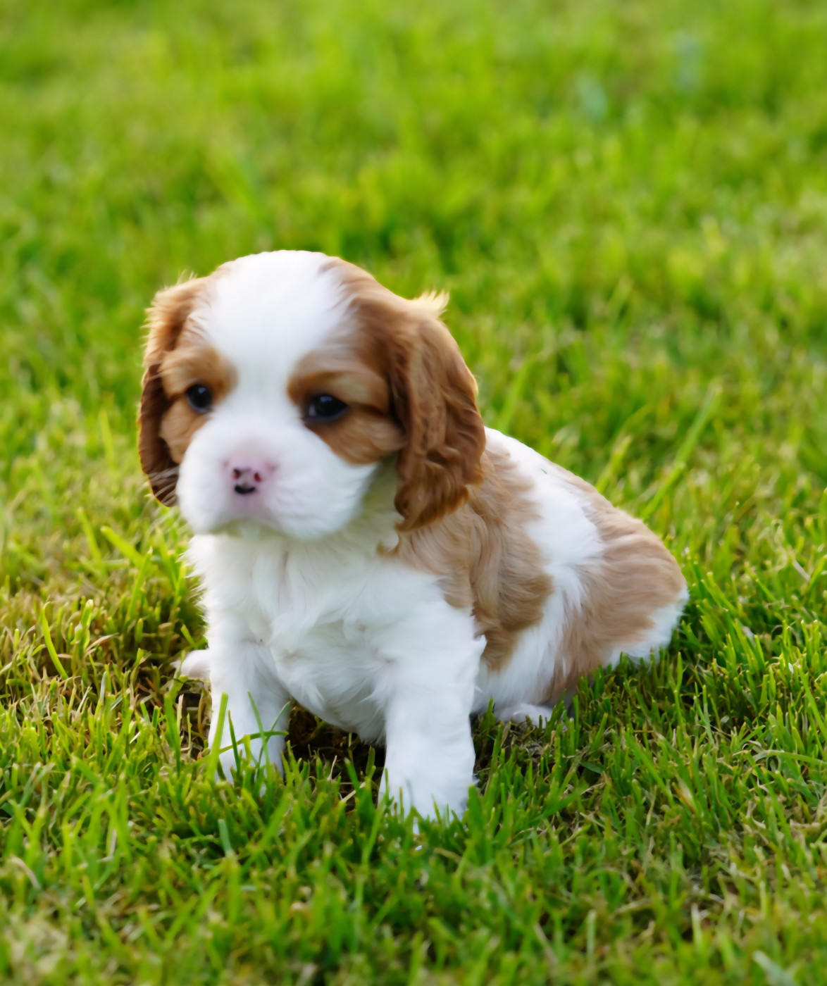 of Fantasia Collies - Chiots disponibles - Cavalier King Charles Spaniel