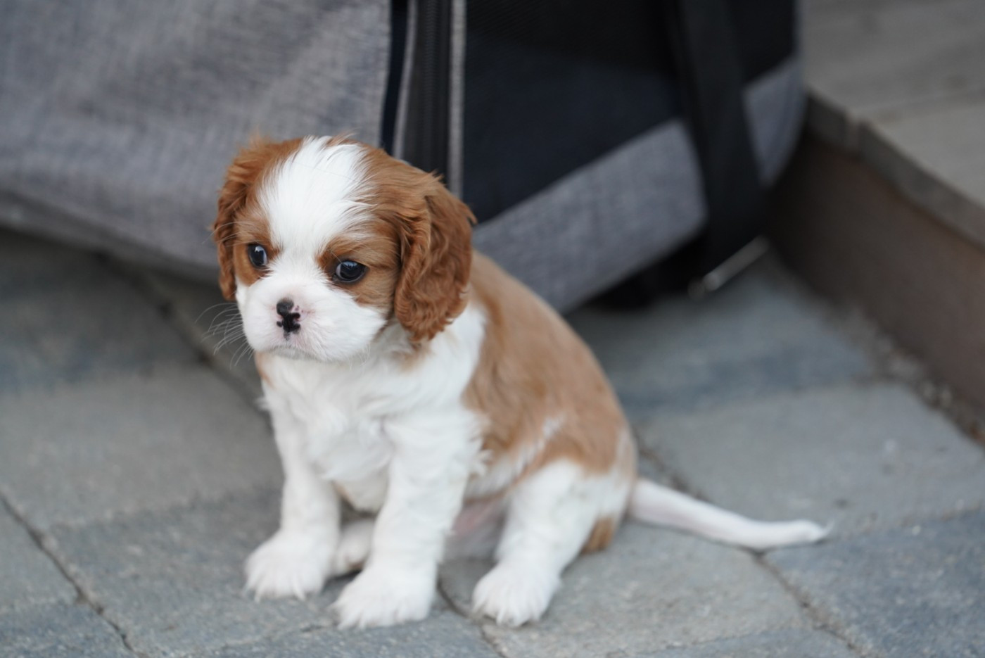 of Fantasia Collies - Chiots disponibles - Cavalier King Charles Spaniel