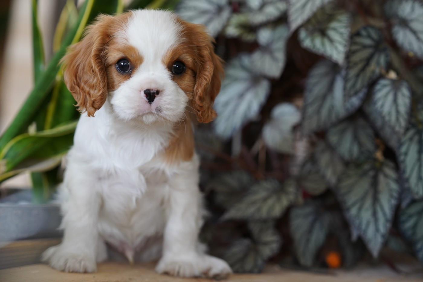 of Fantasia Collies - Cavalier King Charles Spaniel - Portée née le 09/04/2026