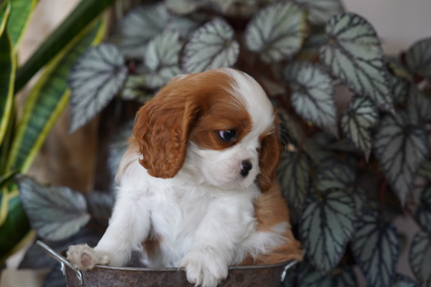 of Fantasia Collies - Chiots disponibles - Cavalier King Charles Spaniel