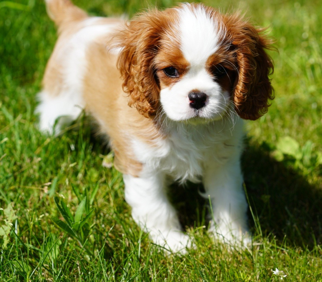 of Fantasia Collies - Chiots disponibles - Cavalier King Charles Spaniel