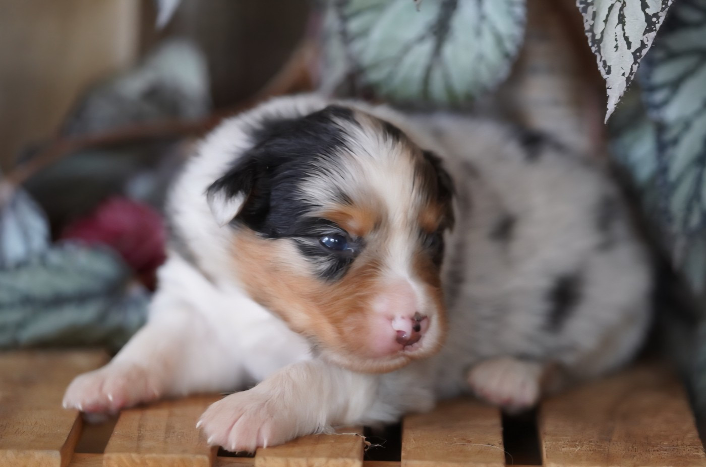 of Fantasia Collies - Chiots disponibles - Berger Australien