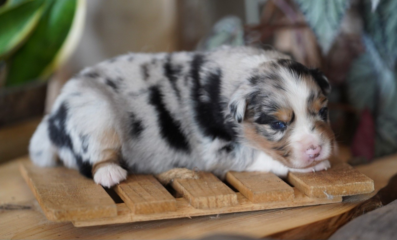 of Fantasia Collies - Chiots disponibles - Berger Australien