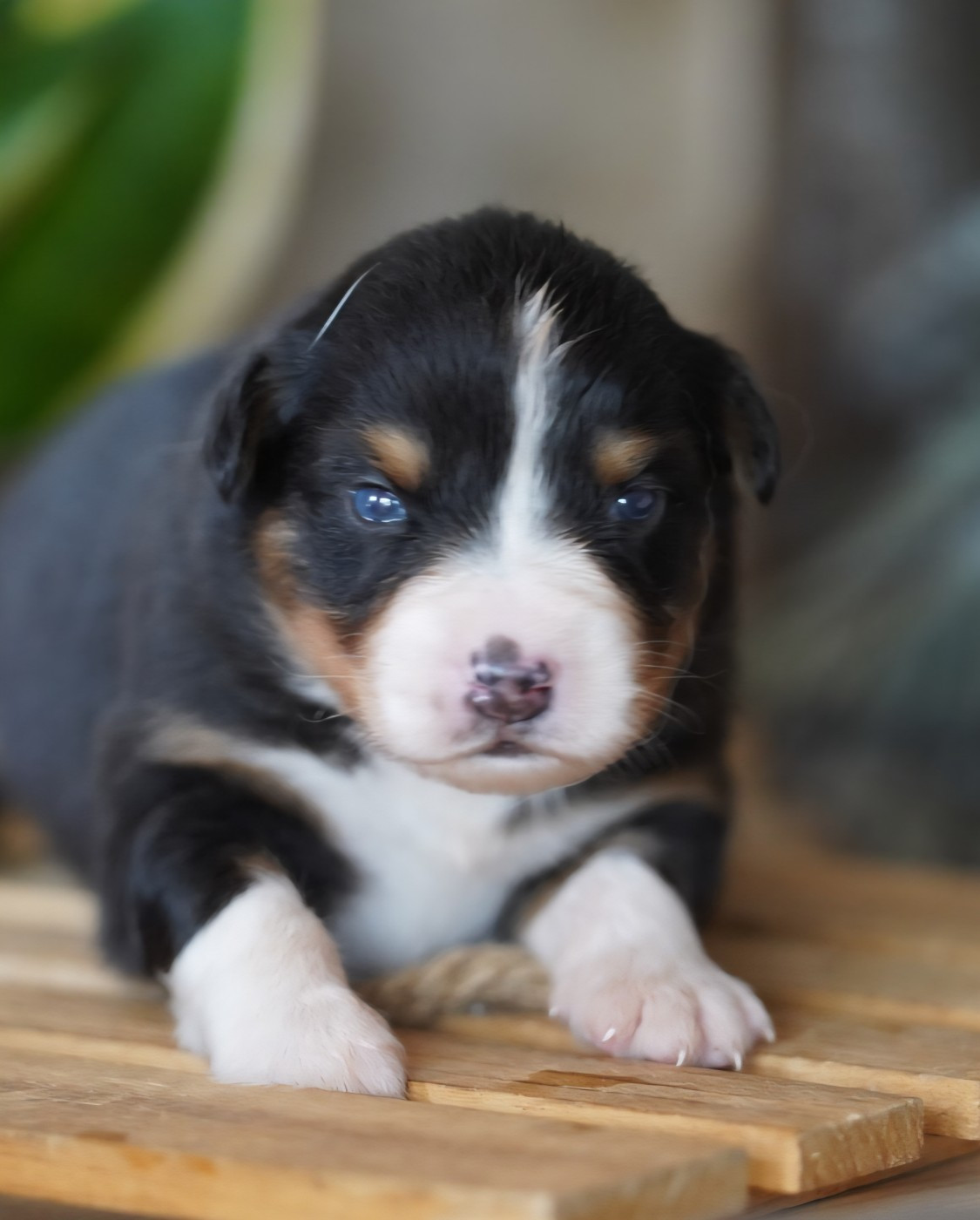 of Fantasia Collies - Chiots disponibles - Berger Australien