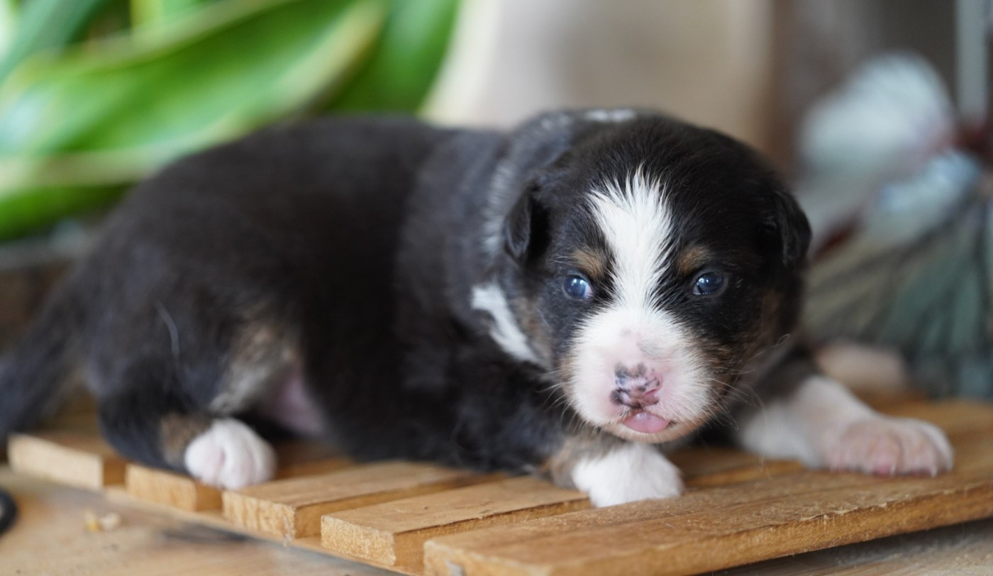 of Fantasia Collies - Chiots disponibles - Berger Australien