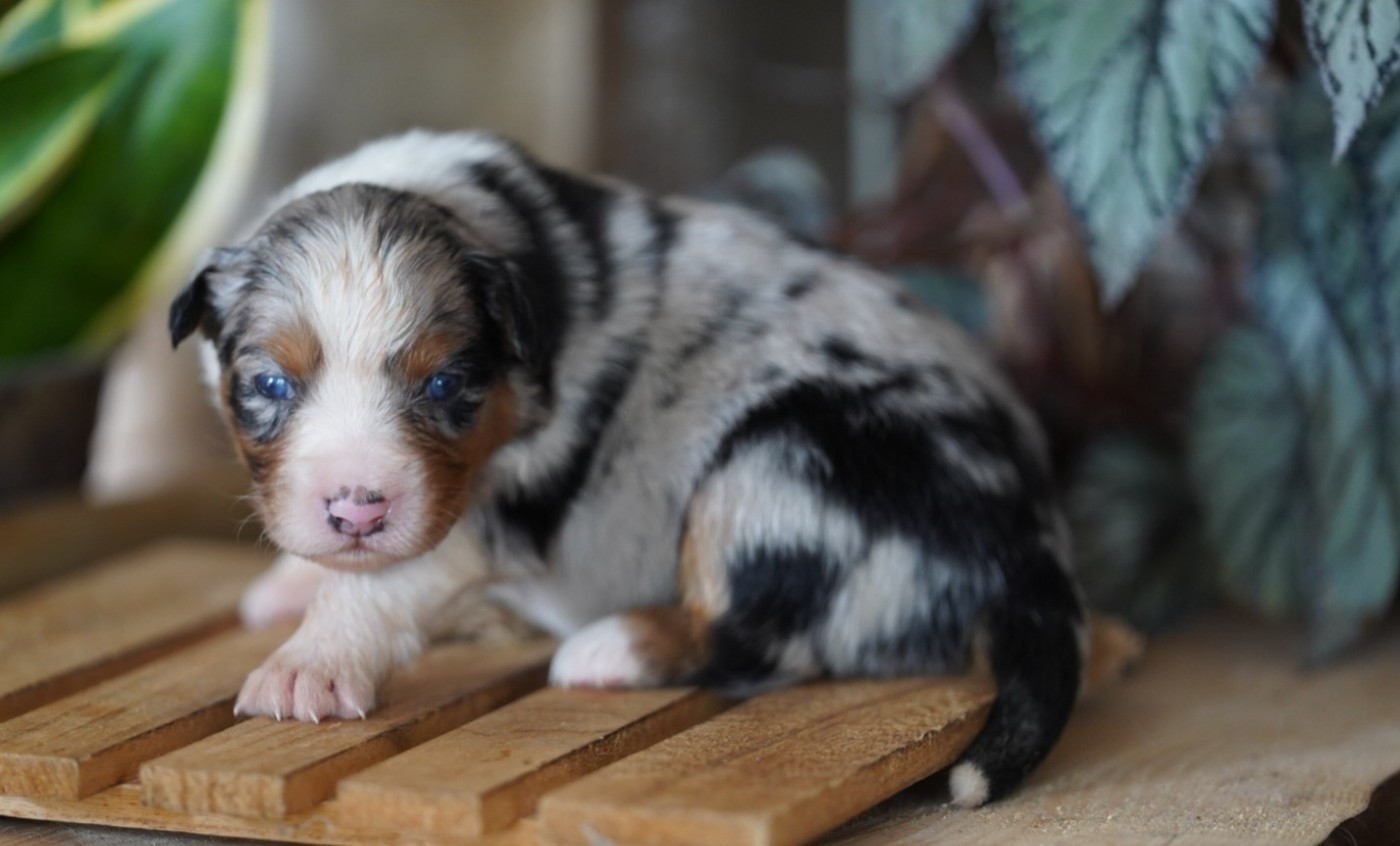 of Fantasia Collies - Chiots disponibles - Berger Australien